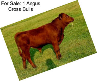 For Sale: 1 Angus Cross Bulls