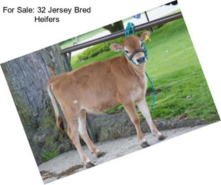 For Sale: 32 Jersey Bred Heifers