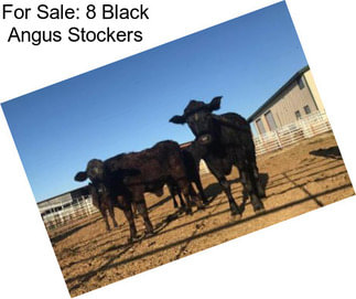 For Sale: 8 Black Angus Stockers