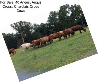 For Sale: 40 Angus, Angus Cross, Charolais Cross Cows