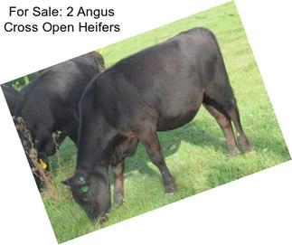 For Sale: 2 Angus Cross Open Heifers