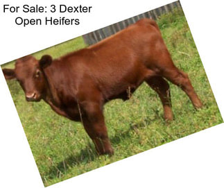 For Sale: 3 Dexter Open Heifers