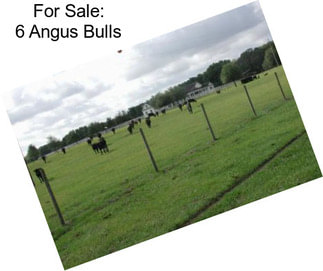 For Sale: 6 Angus Bulls