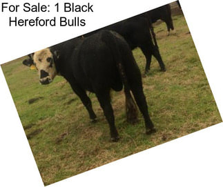 For Sale: 1 Black Hereford Bulls