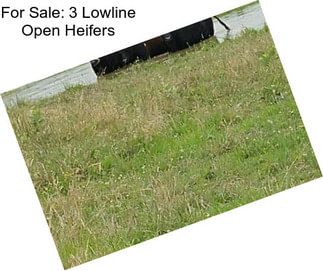 For Sale: 3 Lowline Open Heifers