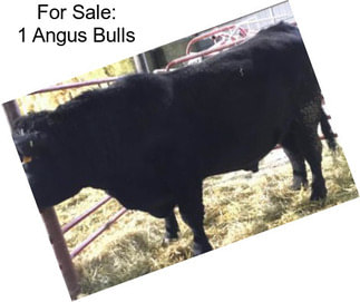 For Sale: 1 Angus Bulls