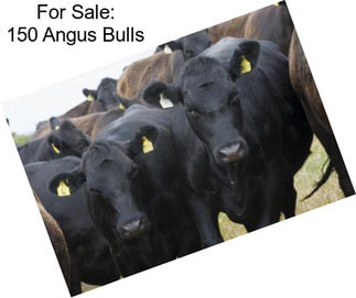 For Sale: 150 Angus Bulls