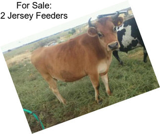 For Sale: 2 Jersey Feeders