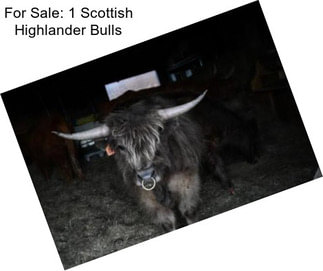 For Sale: 1 Scottish Highlander Bulls