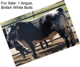 For Sale: 1 Angus, British White Bulls