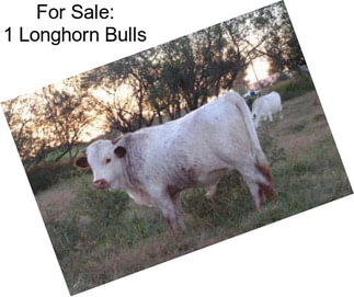 For Sale: 1 Longhorn Bulls