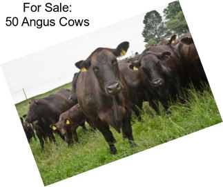 For Sale: 50 Angus Cows