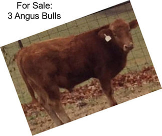 For Sale: 3 Angus Bulls