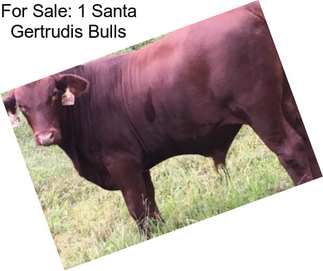 For Sale: 1 Santa Gertrudis Bulls