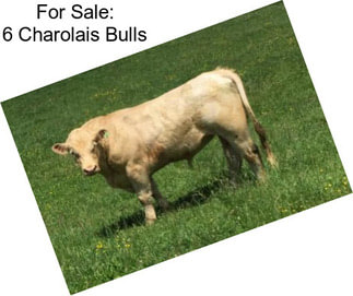 For Sale: 6 Charolais Bulls