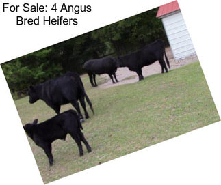 For Sale: 4 Angus Bred Heifers
