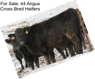 For Sale: 44 Angus Cross Bred Heifers
