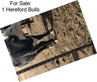 For Sale: 1 Hereford Bulls