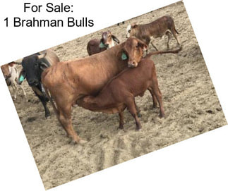 For Sale: 1 Brahman Bulls