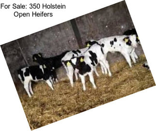 For Sale: 350 Holstein Open Heifers