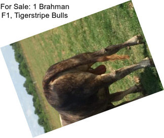 For Sale: 1 Brahman F1, Tigerstripe Bulls