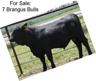 For Sale: 7 Brangus Bulls