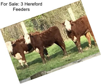 For Sale: 3 Hereford Feeders