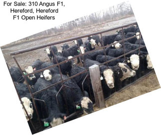 For Sale: 310 Angus F1, Hereford, Hereford F1 Open Heifers