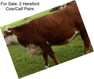 For Sale: 2 Hereford Cow/Calf Pairs
