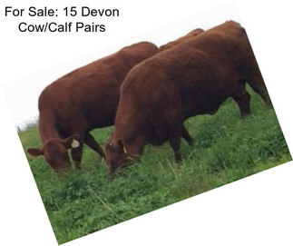 For Sale: 15 Devon Cow/Calf Pairs