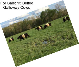 For Sale: 15 Belted Galloway Cows
