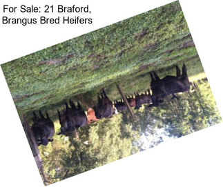 For Sale: 21 Braford, Brangus Bred Heifers