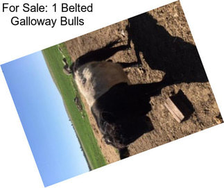 For Sale: 1 Belted Galloway Bulls