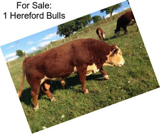 For Sale: 1 Hereford Bulls