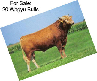 For Sale: 20 Wagyu Bulls