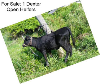 For Sale: 1 Dexter Open Heifers