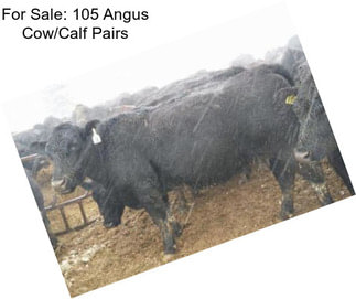 For Sale: 105 Angus Cow/Calf Pairs