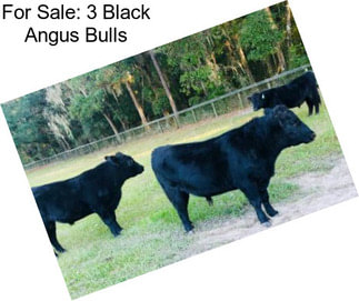 For Sale: 3 Black Angus Bulls