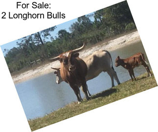 For Sale: 2 Longhorn Bulls