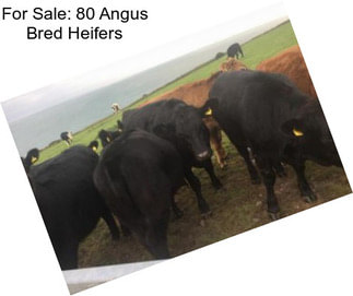 For Sale: 80 Angus Bred Heifers