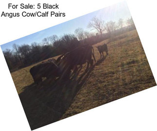 For Sale: 5 Black Angus Cow/Calf Pairs
