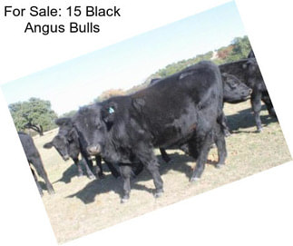 For Sale: 15 Black Angus Bulls