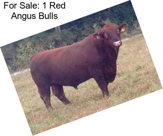 For Sale: 1 Red Angus Bulls