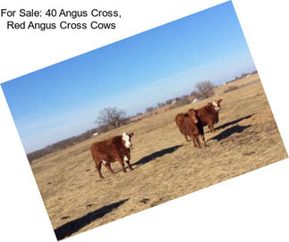 For Sale: 40 Angus Cross, Red Angus Cross Cows