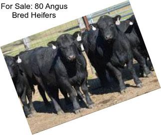 For Sale: 80 Angus Bred Heifers