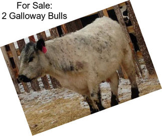 For Sale: 2 Galloway Bulls