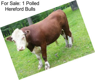 For Sale: 1 Polled Hereford Bulls