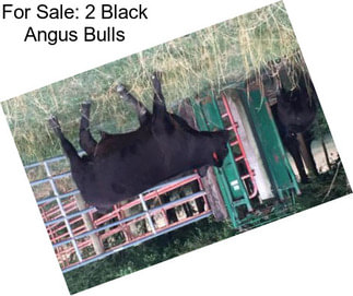 For Sale: 2 Black Angus Bulls