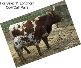 For Sale: 11 Longhorn Cow/Calf Pairs