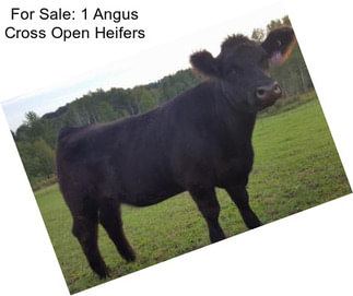 For Sale: 1 Angus Cross Open Heifers